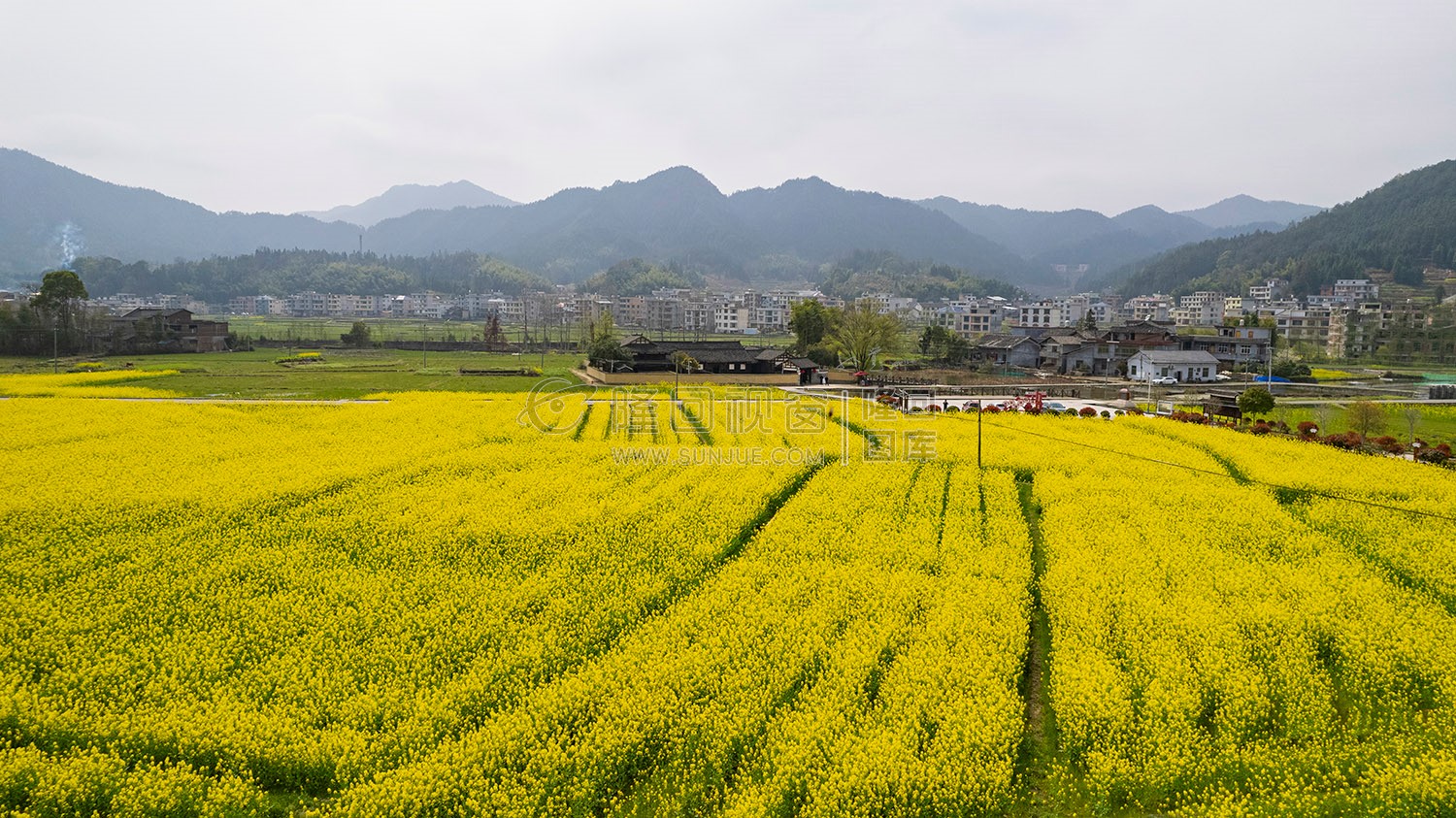 魏源故居的油菜花
