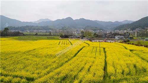魏源故居的油菜花