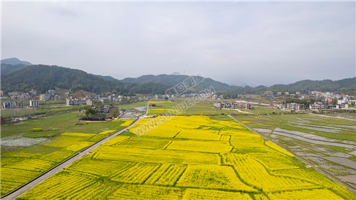 魏源故居的油菜花