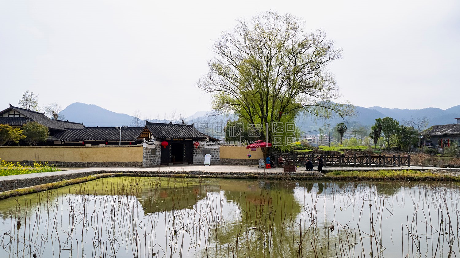 魏源故居的油菜花