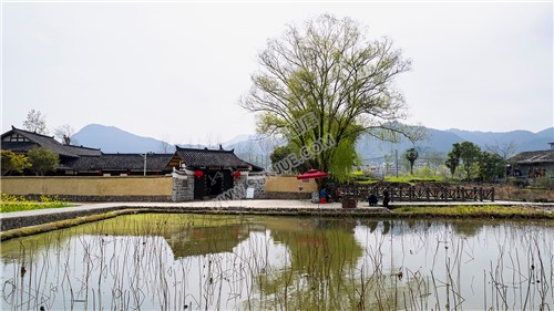 魏源故居的油菜花