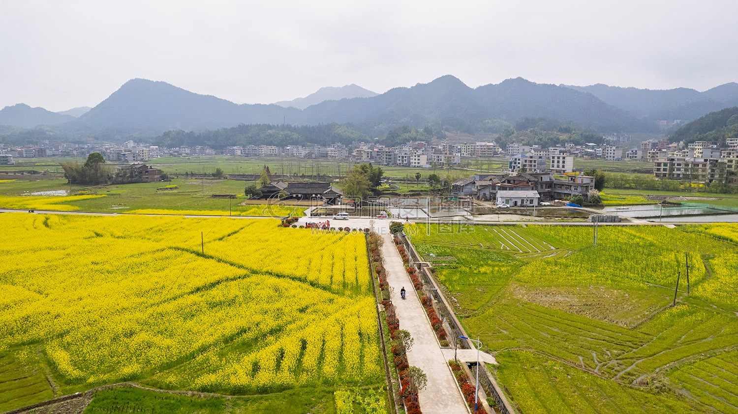 魏源故居的油菜花