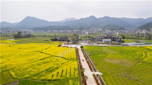 魏源故居的油菜花