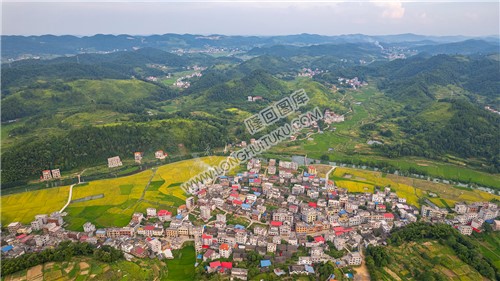 车田村的稻谷黄了