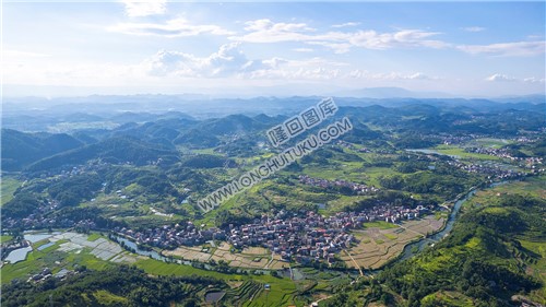 车田村的稻谷黄了