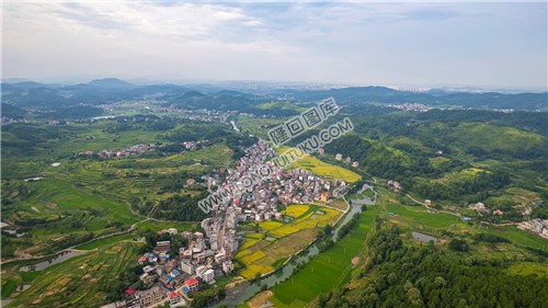 车田村的稻谷黄了