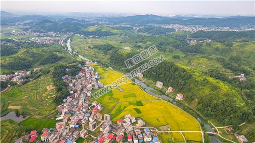 车田村的稻谷黄了