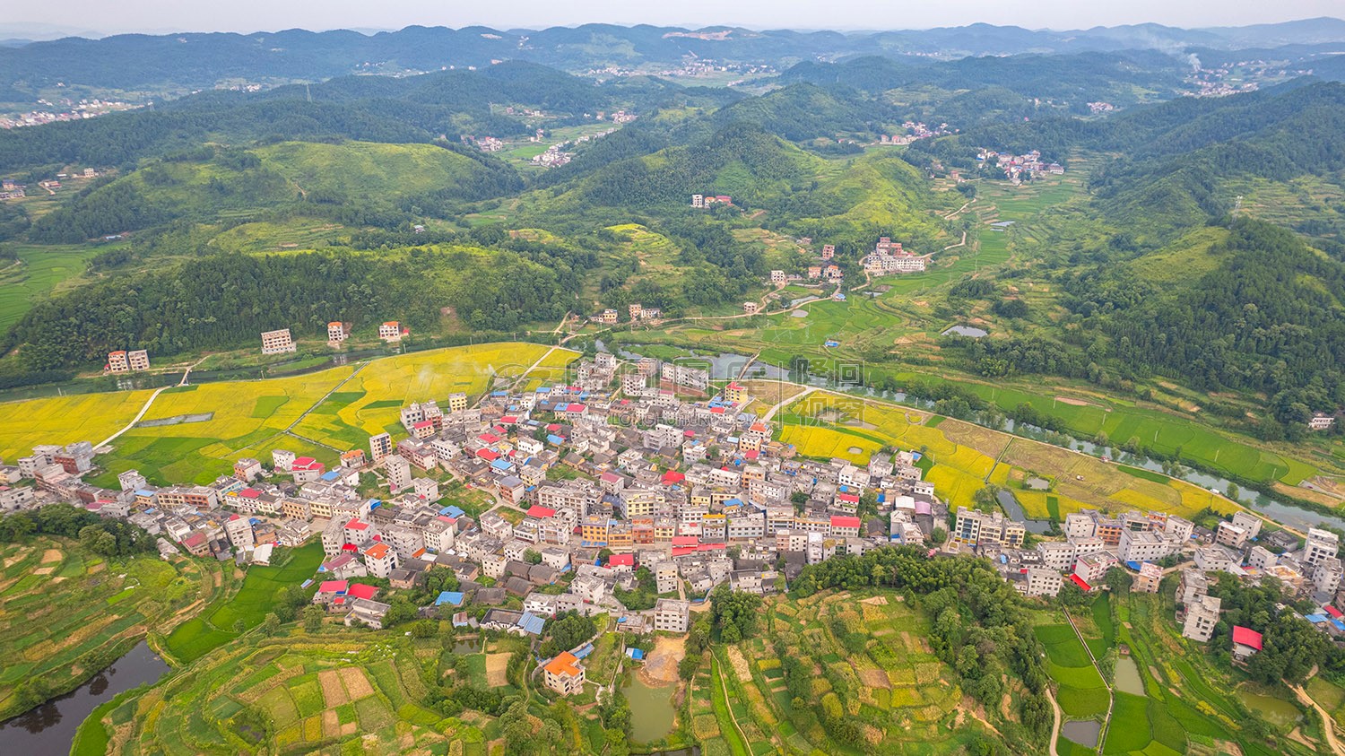 车田村的稻谷黄了