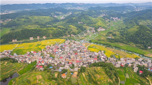 车田村的稻谷黄了