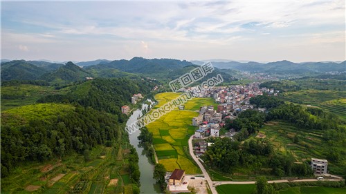 车田村的稻谷黄了