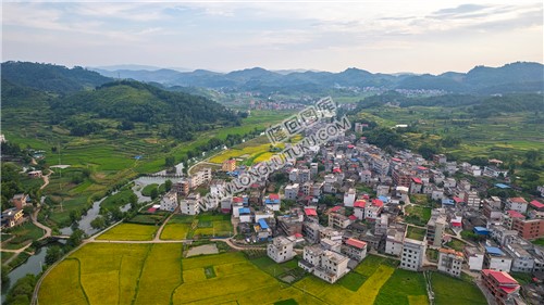 车田村的稻谷黄了
