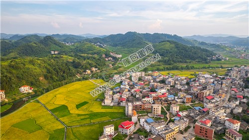 车田村的稻谷黄了