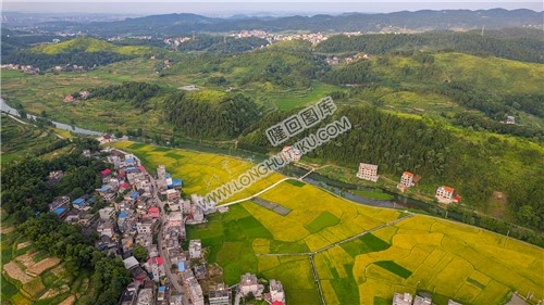 车田村的稻谷黄了