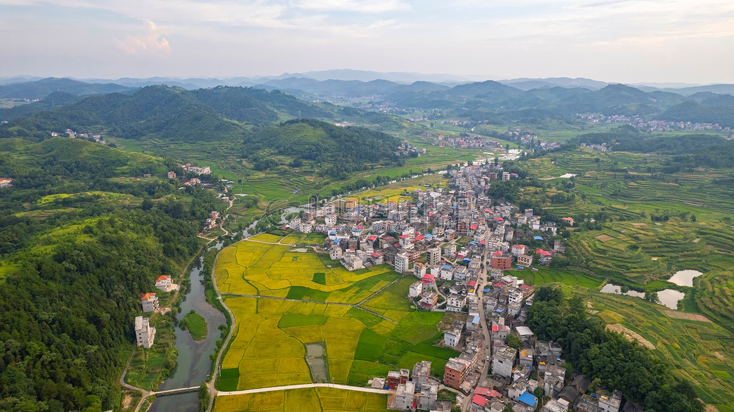 车田村的稻谷黄了