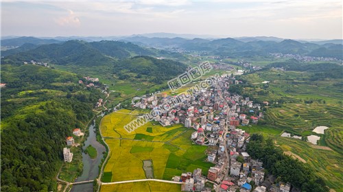 车田村的稻谷黄了