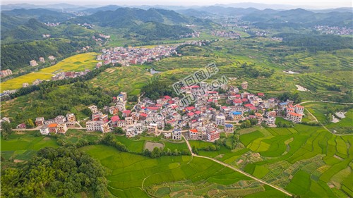 车田村的稻谷黄了