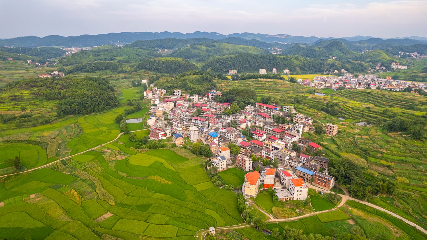 车田村的稻谷黄了