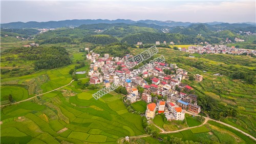 车田村的稻谷黄了