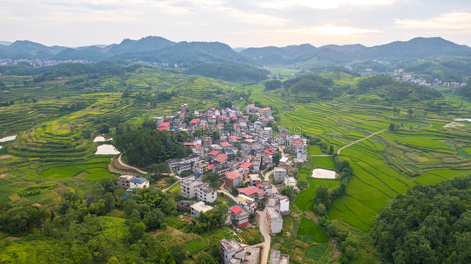 车田村的稻谷黄了