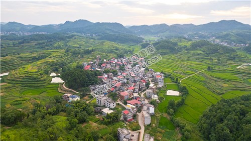 车田村的稻谷黄了