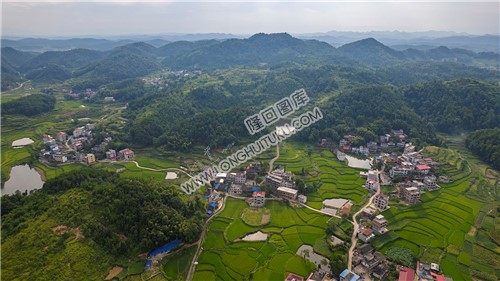 乐荷村，乐居田与荷叶合并