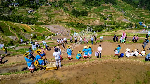 白水洞插秧节