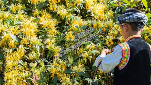 采摘金银花