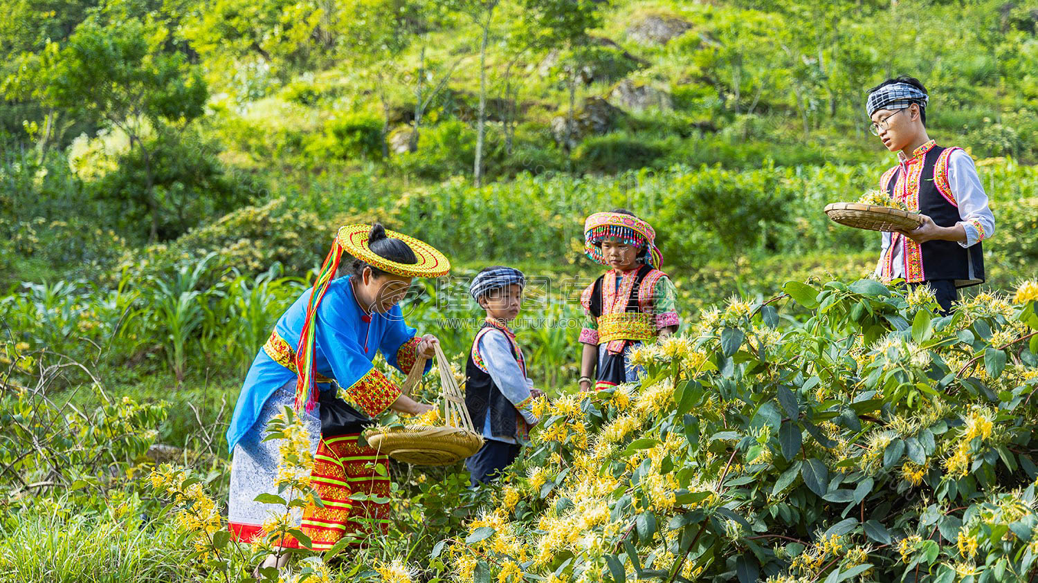 草原学校校长谈美珍带领学生们采摘金银花