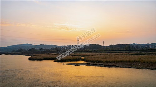 黄花洲的芦苇荡