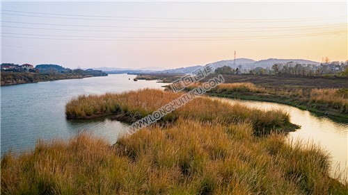 元木山电站下游黄花洲的芦苇荡