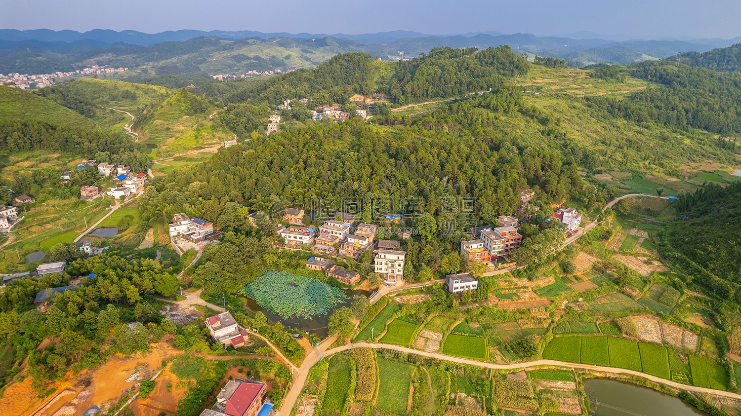龙庄村一处荷叶塘