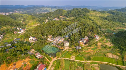 龙庄村一处荷叶塘