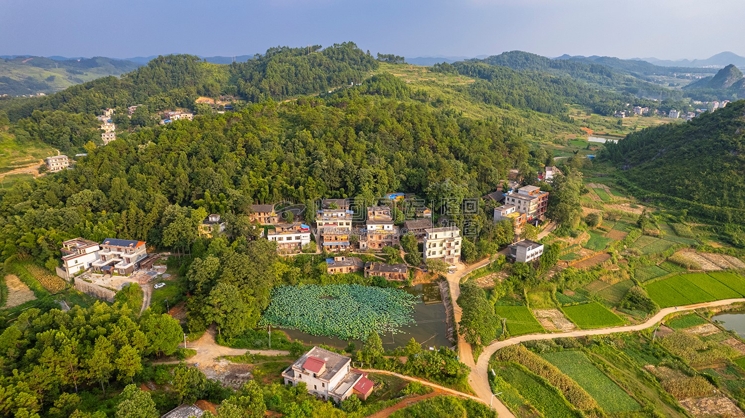 龙庄村一处荷叶塘