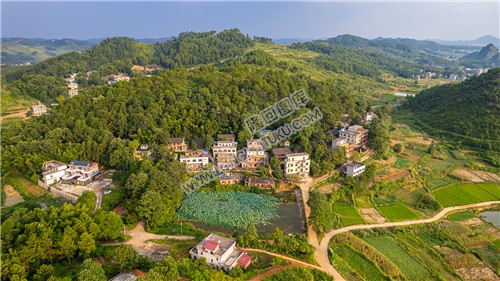 龙庄村一处荷叶塘