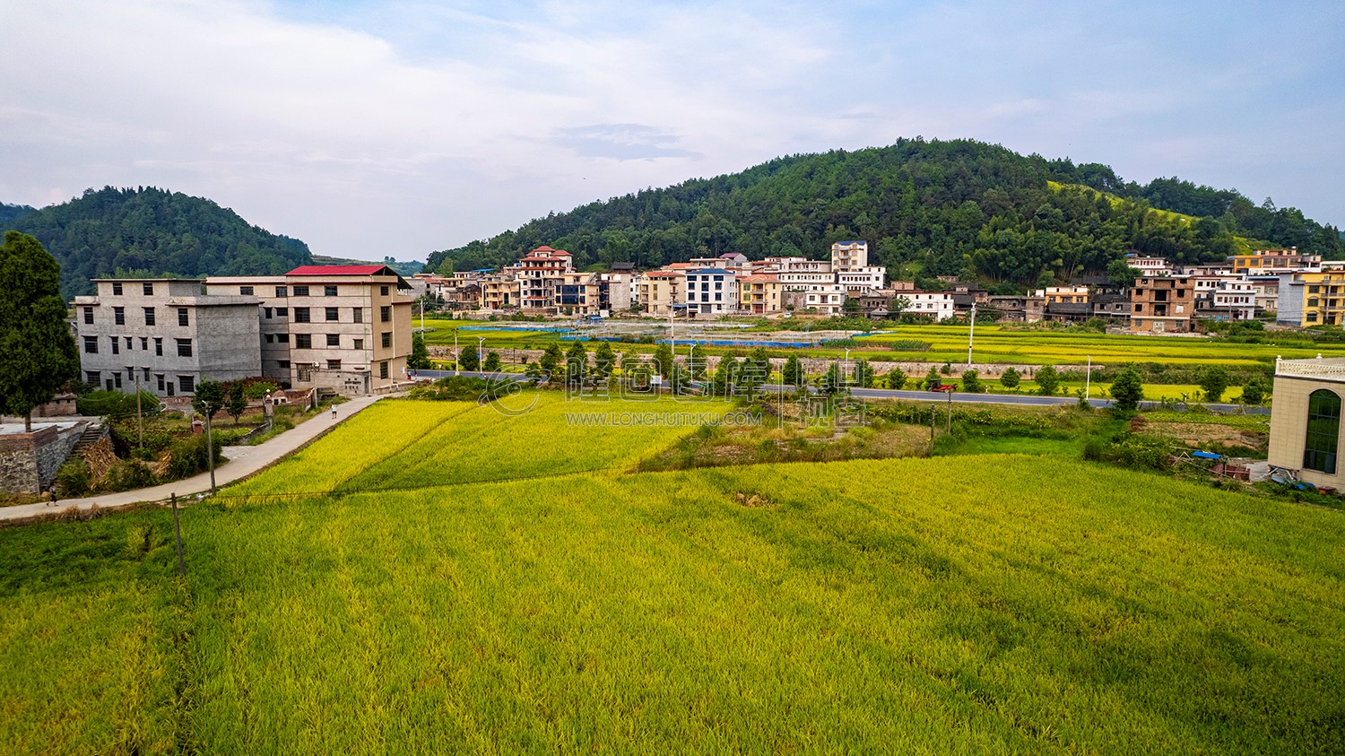 优先村稻谷黄了