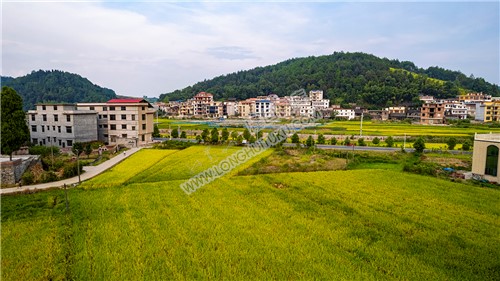 优先村稻谷黄了