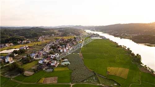 龙洲村落前荷塘