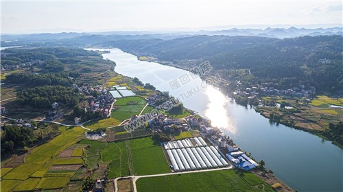 赧水河畔的水稻基地