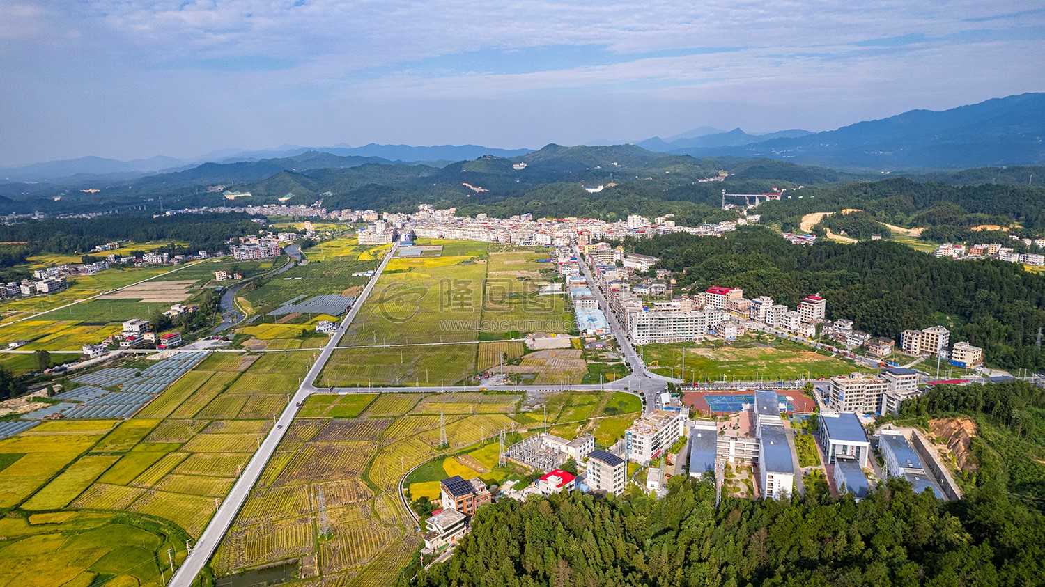 金石桥镇金色稻田
