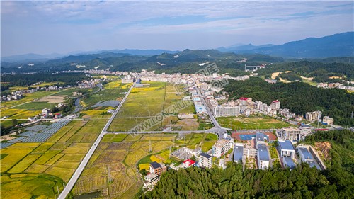 金石桥镇金色稻田