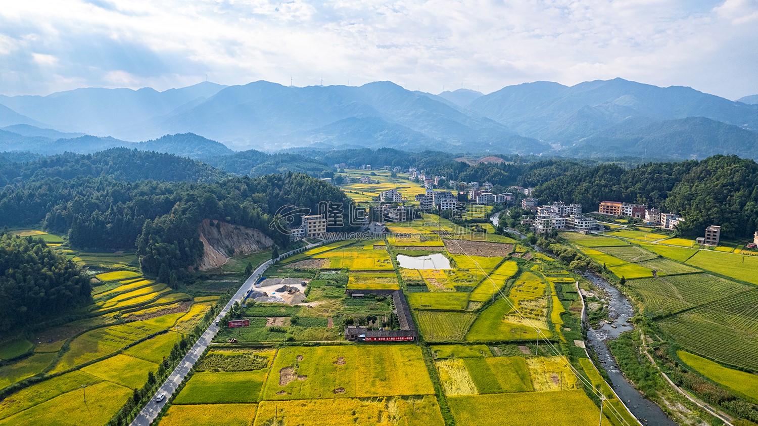 小沙江方向金色稻田