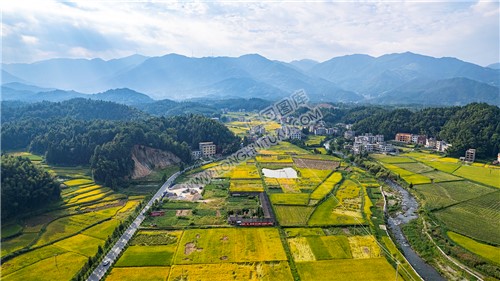 小沙江方向金色稻田