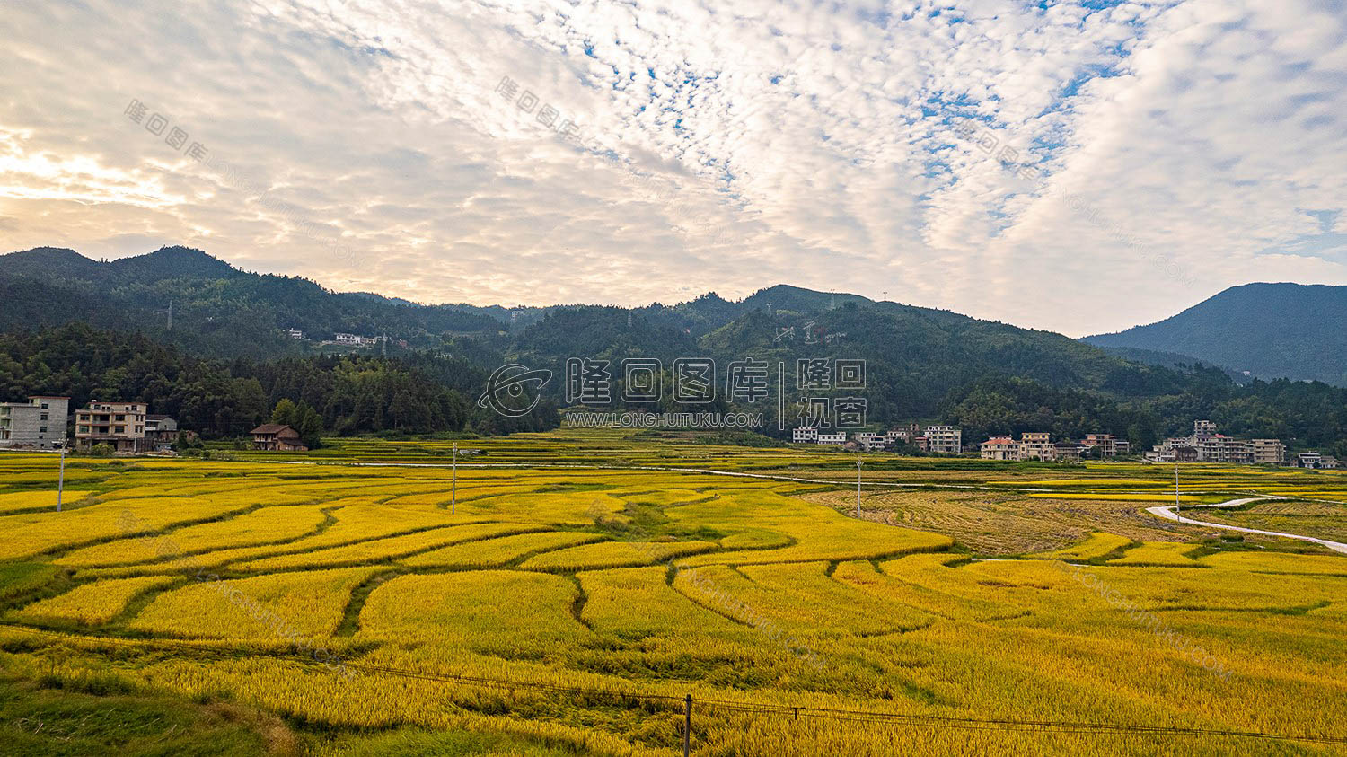 上罗洪村稻田风光