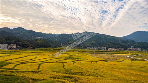 上罗洪村稻田风光