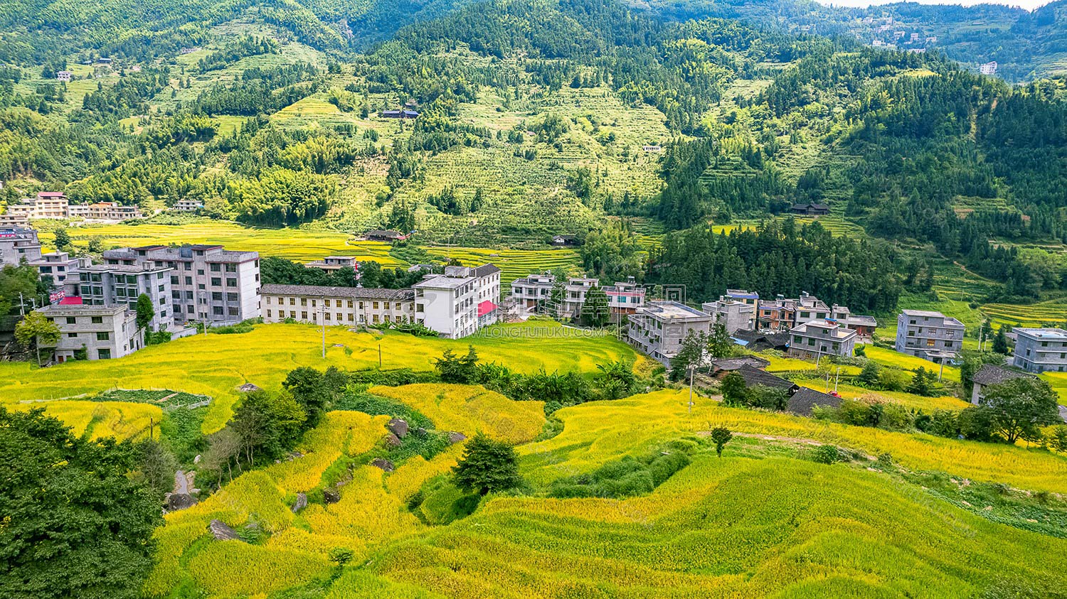 青山学校后面梯田