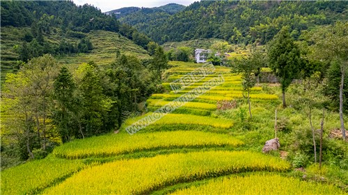 青山梯田
