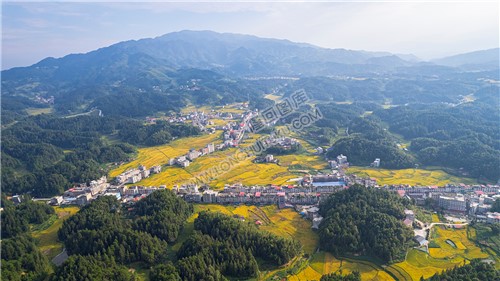 鸭田镇的秋收风光