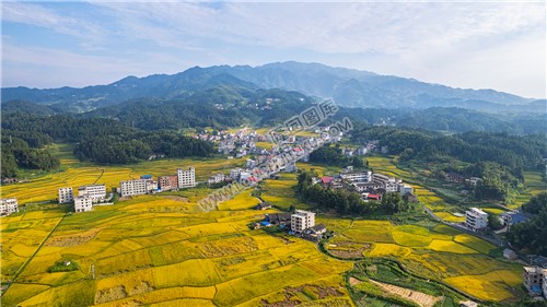 鸭田镇的秋收风光