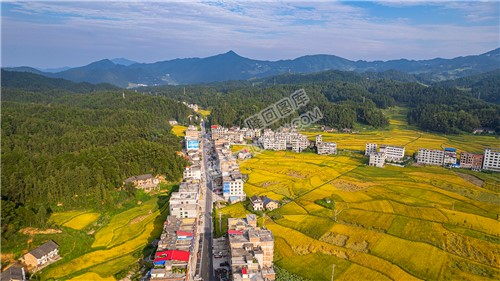 鸭田镇的秋收风光