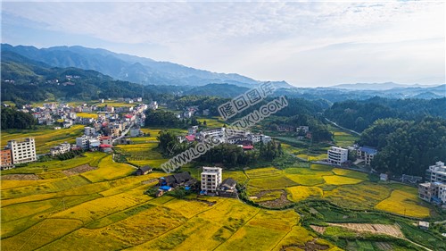 鸭田镇的秋收风光